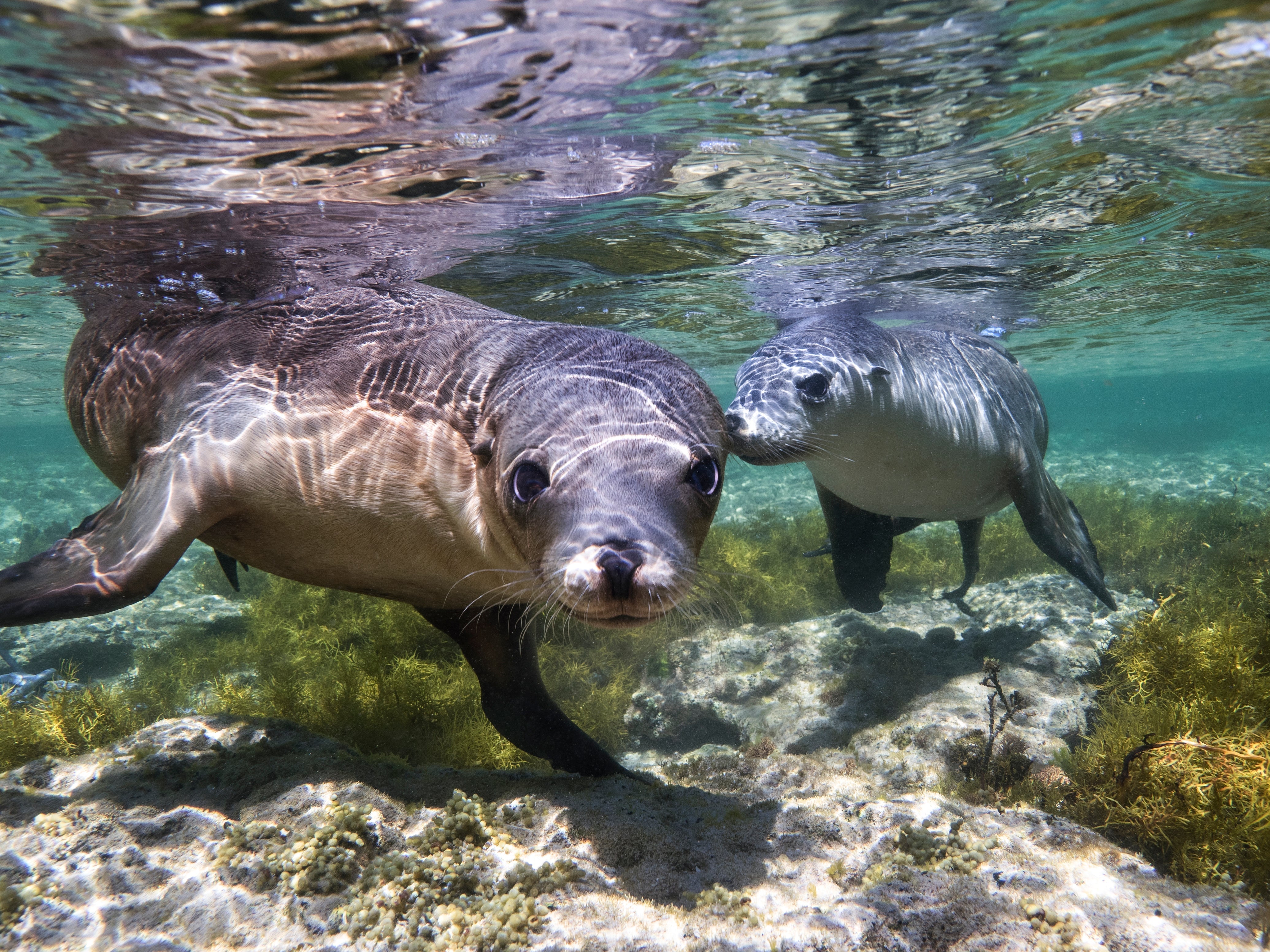 Now You See Me, Australian Sea Lions—A Sarah & Sebastian Short Film